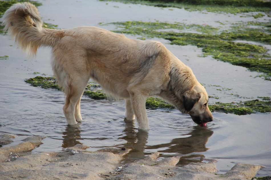Dog Animal