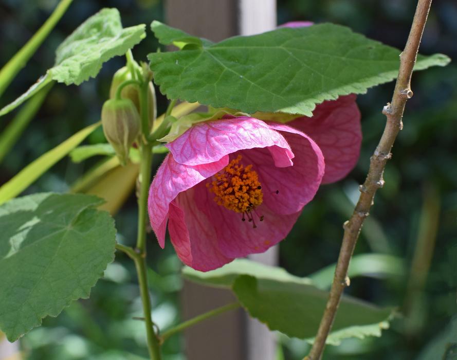 the beautiful flower bud has dropped down