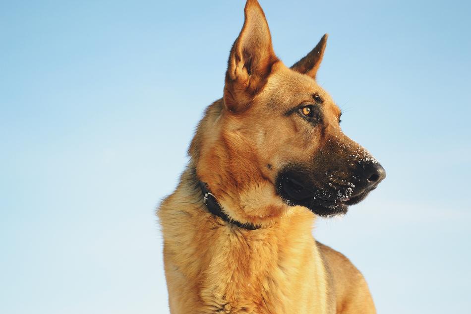 Animals Dog German