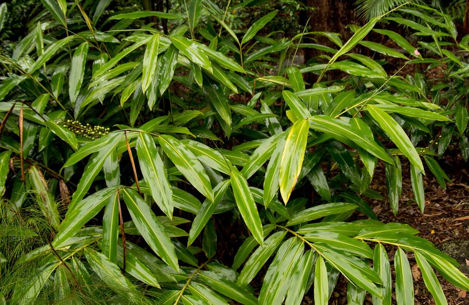 green foliage bush ground