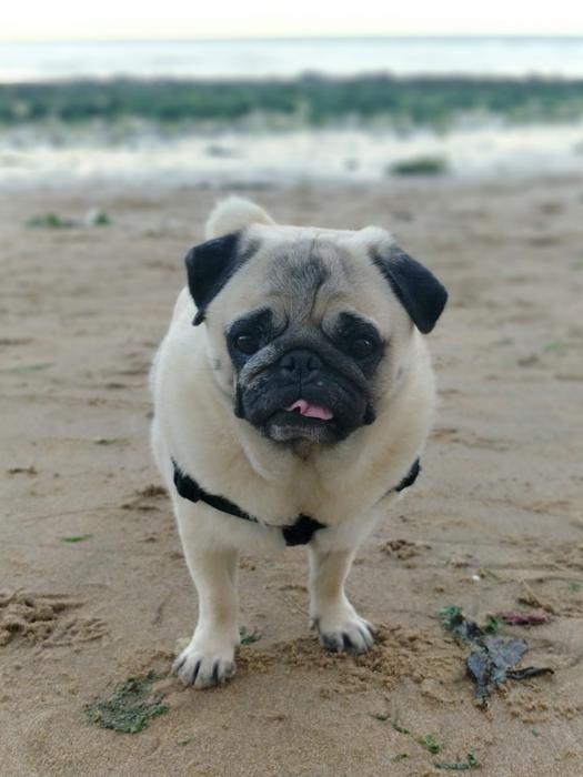 Animals Pug Dog