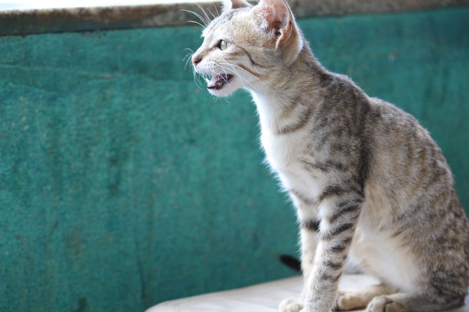 Animal Cat Kit