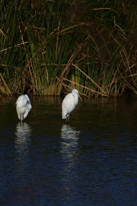two egrets stand in the river