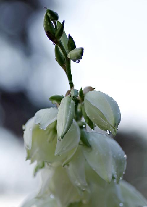Flower Rain Drops