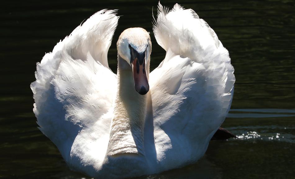 Swan Proud To Be A Pride
