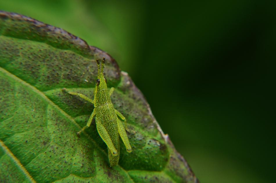 a green grasshopper in a big leaf