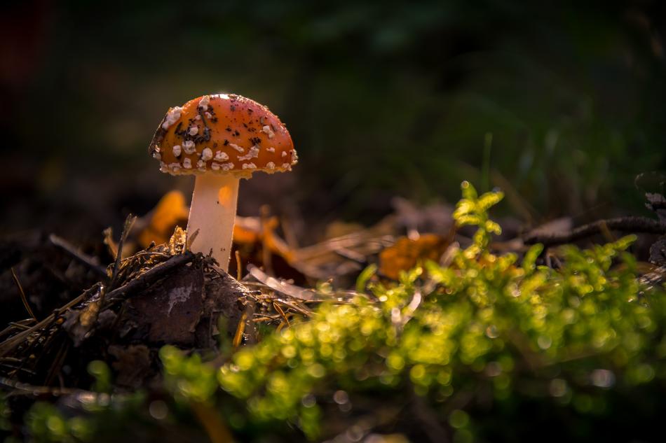 forest little mushrooms in the grass