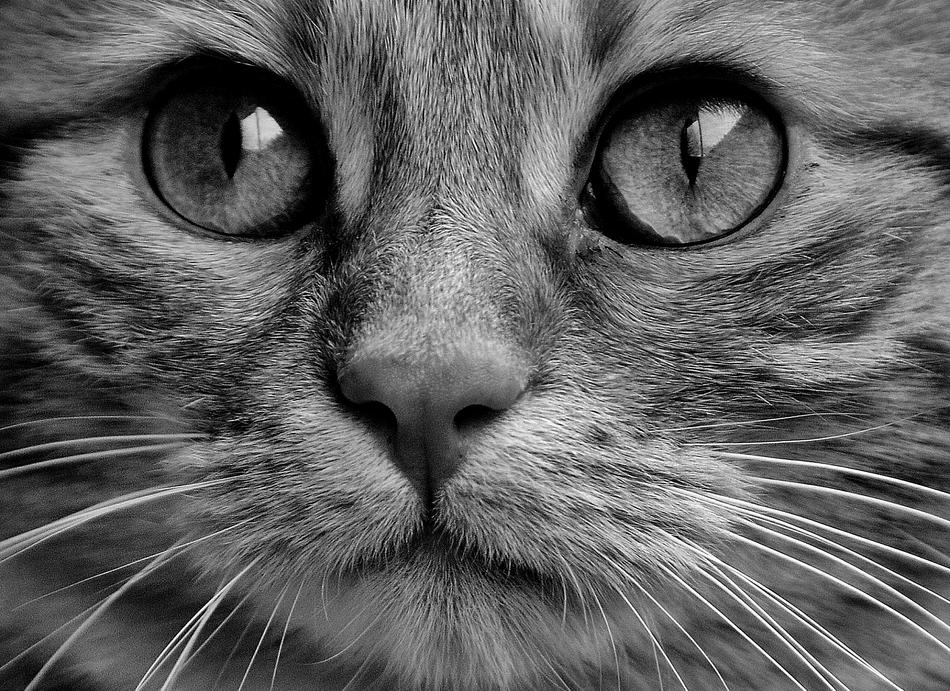 Cat Black And White Cute free image download