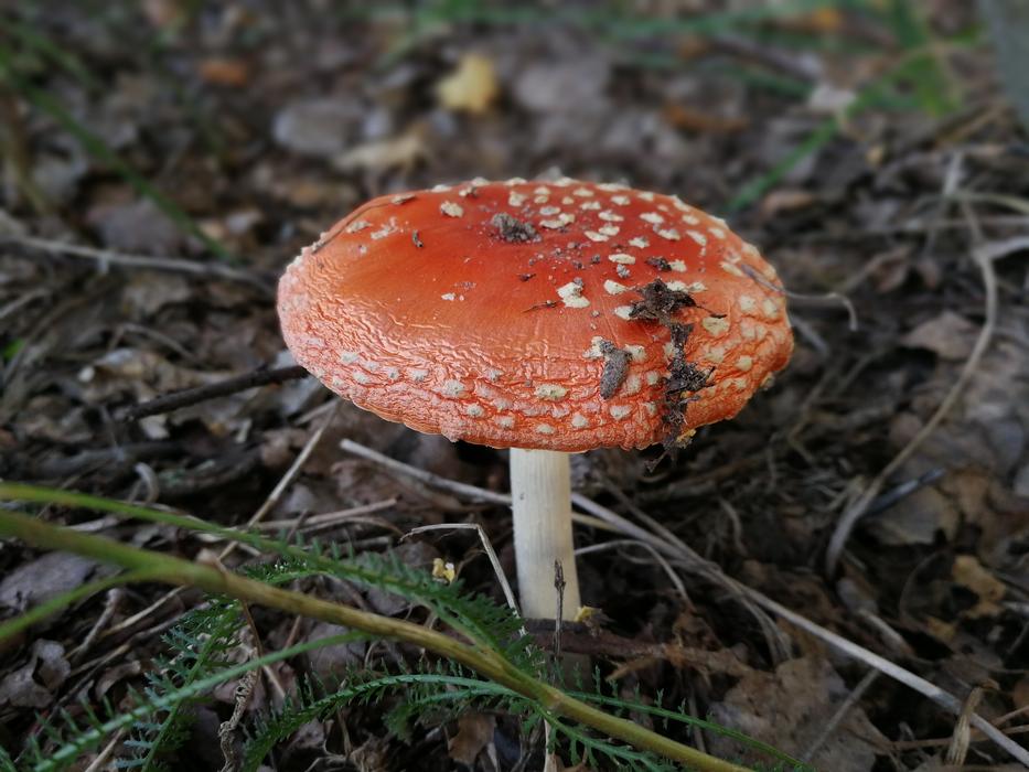 woodland mushroom with insects