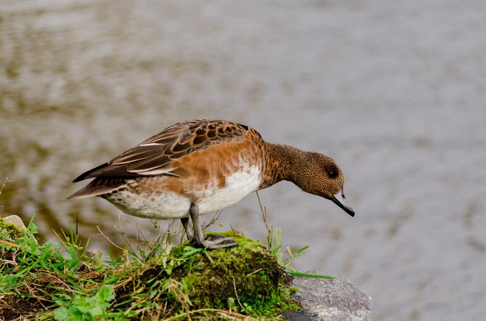 Duck Bird Mallard