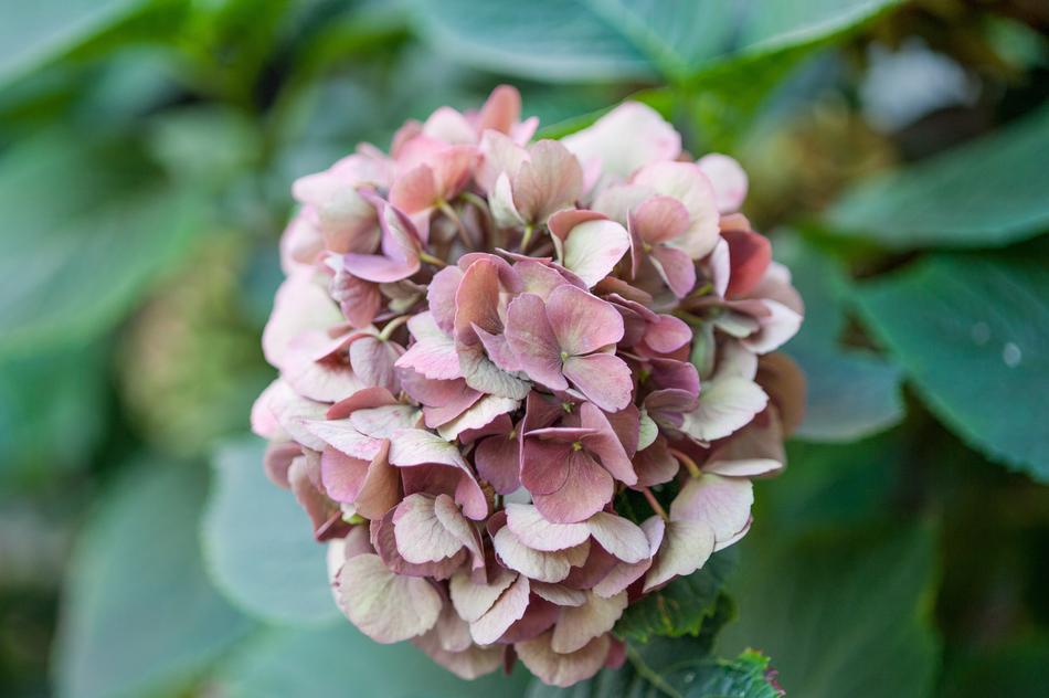 unusual large flower
