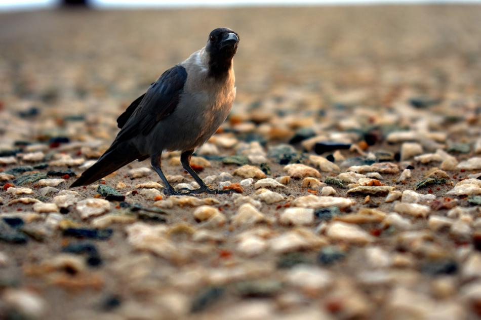 Corvus Crow On Rocky Surface