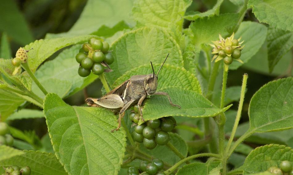 Grasshopper Insect Berries