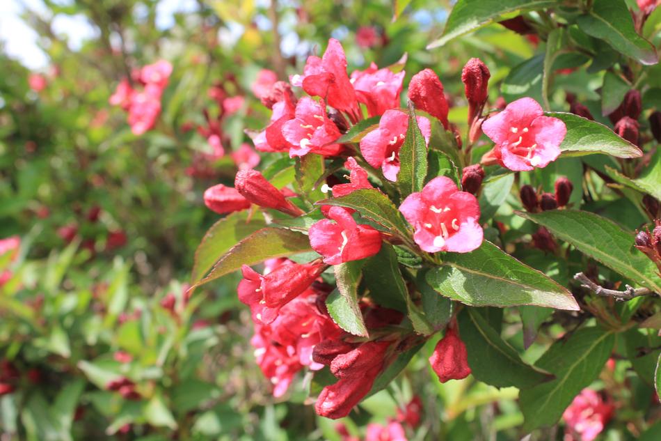 small pink flowers on a bush in the garden