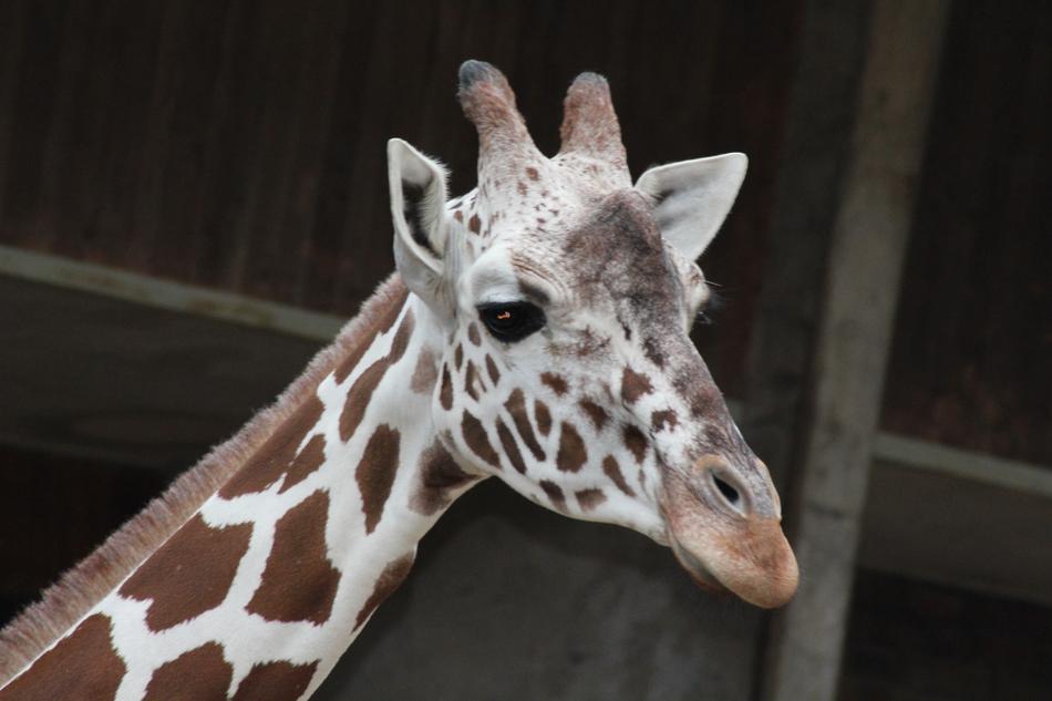 Zoo Cologne