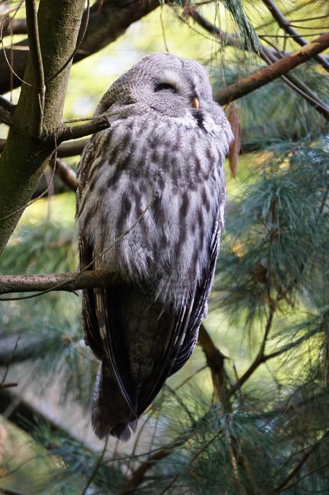 Wildkauz Owl Plumage