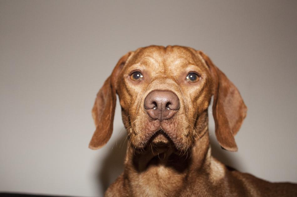 Dog Viszla