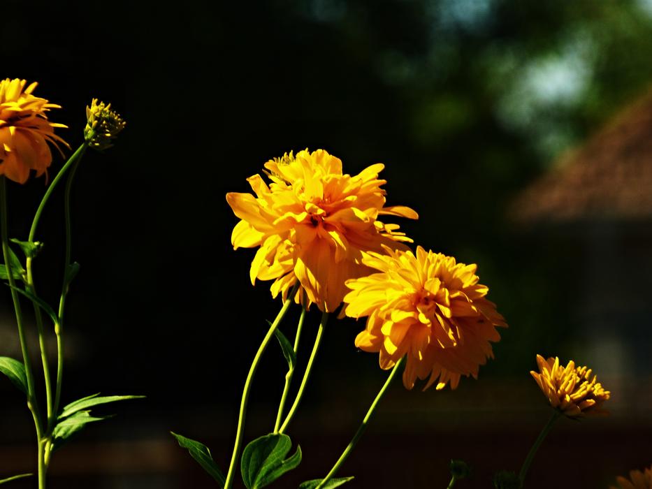Fluffy flowers in the garden
