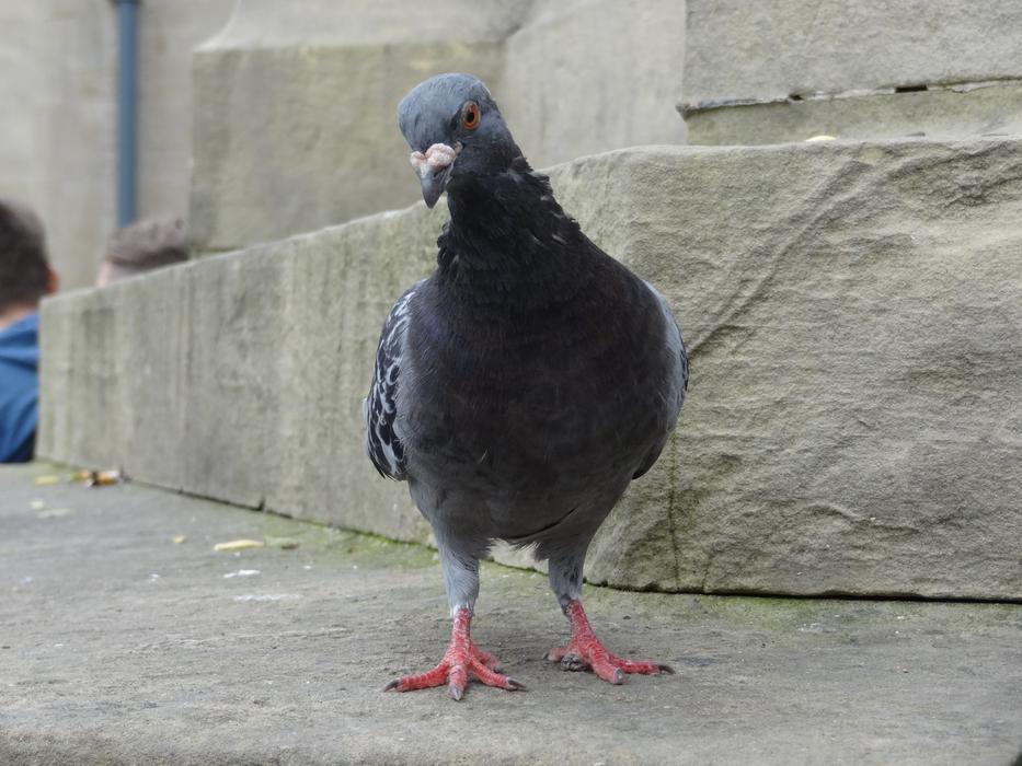 Grey Dove on stone in city