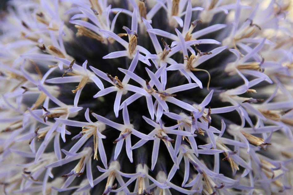 Plant Blossom Bloom