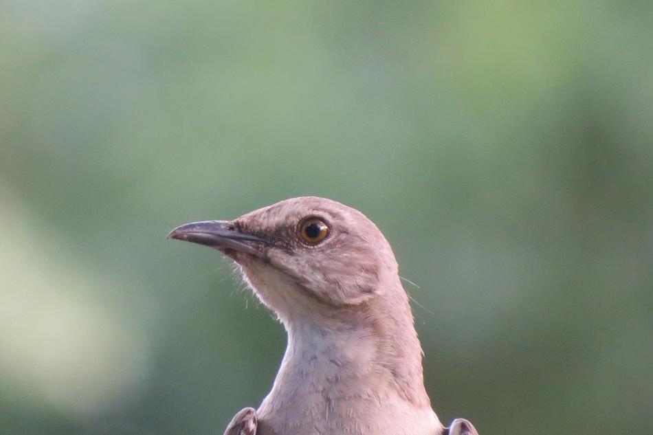 Mockingbird Close Up Songbird