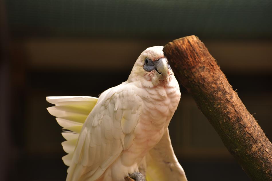 beautiful white parrot and wooden stick