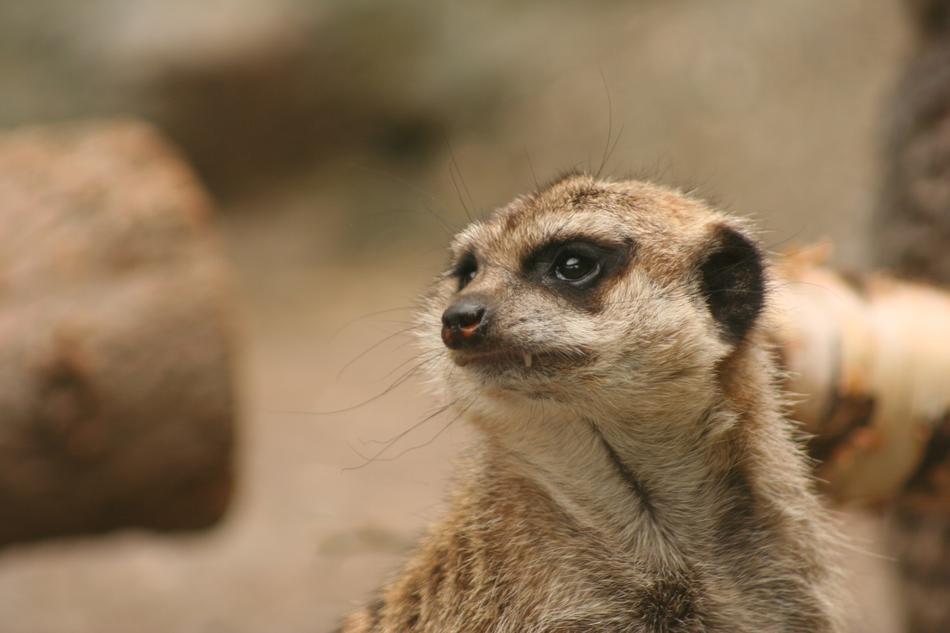Looking Zoo Mammal