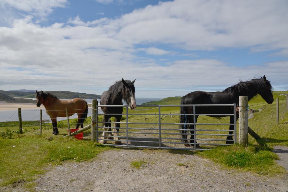Scotland Horses