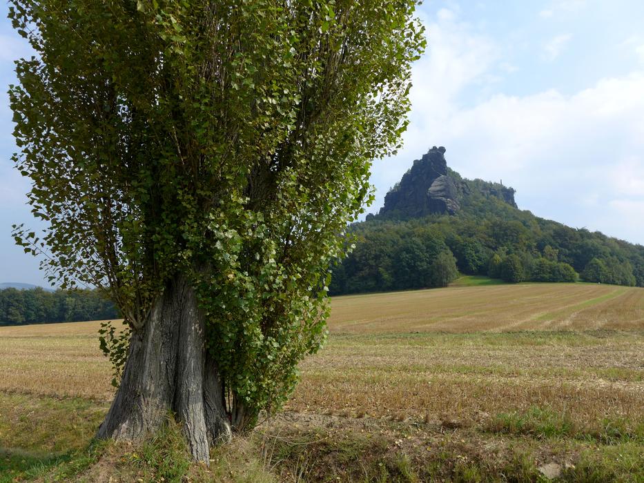 lonely tree against a mountain backdrop