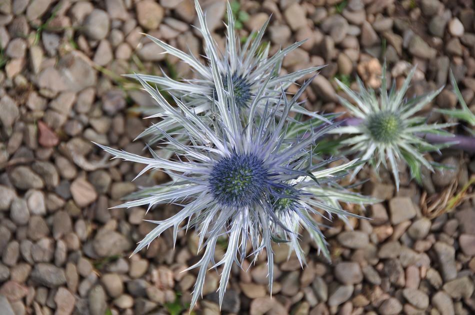Flower Thistle