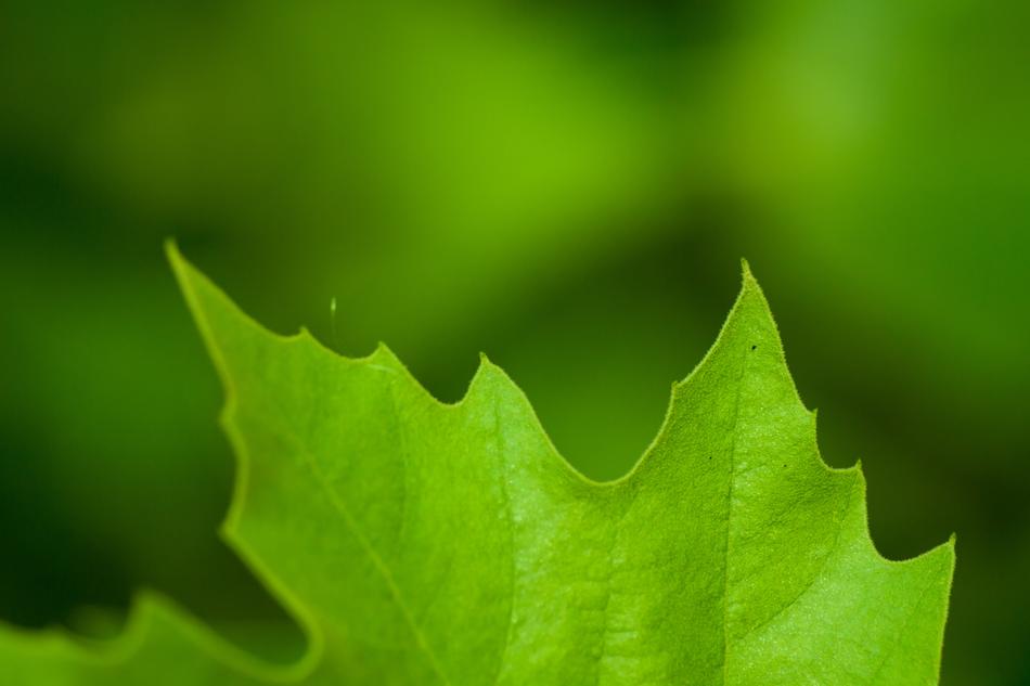Letter Green Fresh