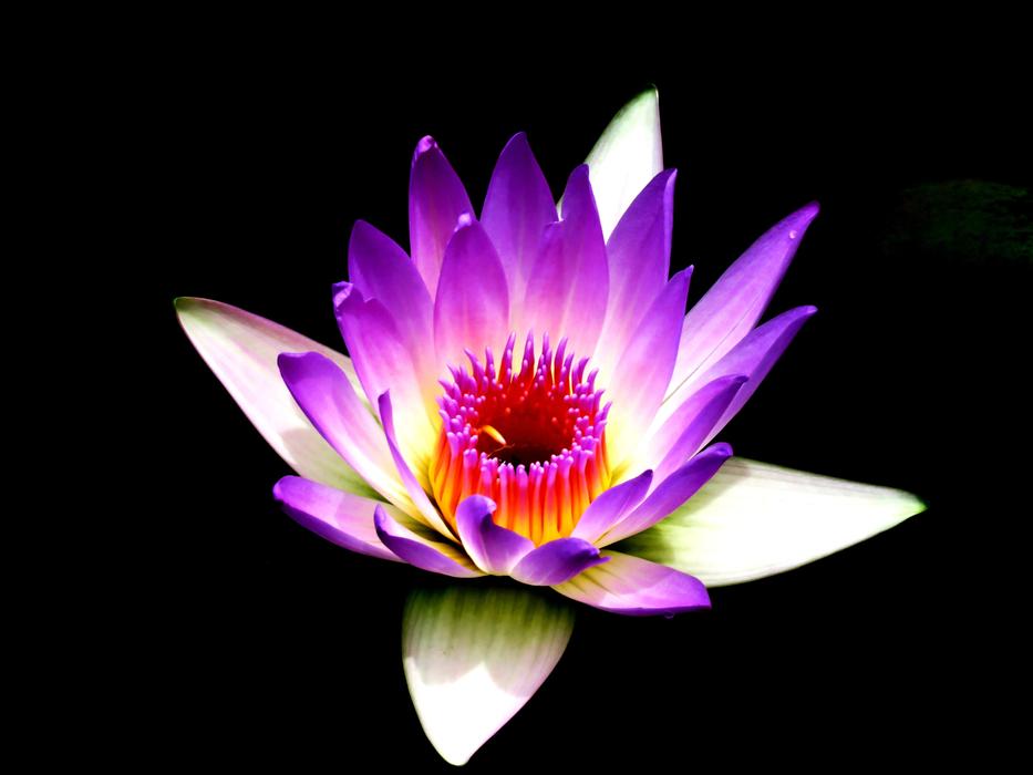 Lily Flower Macro Beautiful