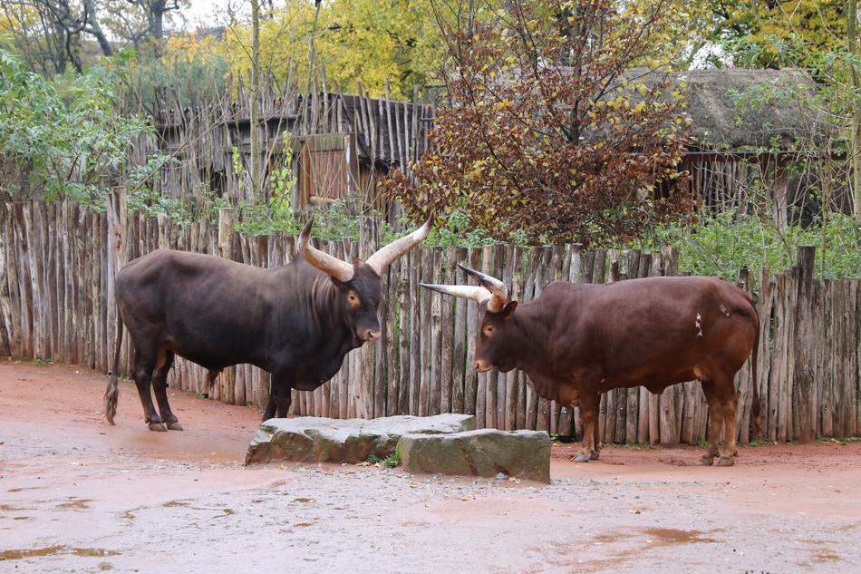 Bulls Two Animal