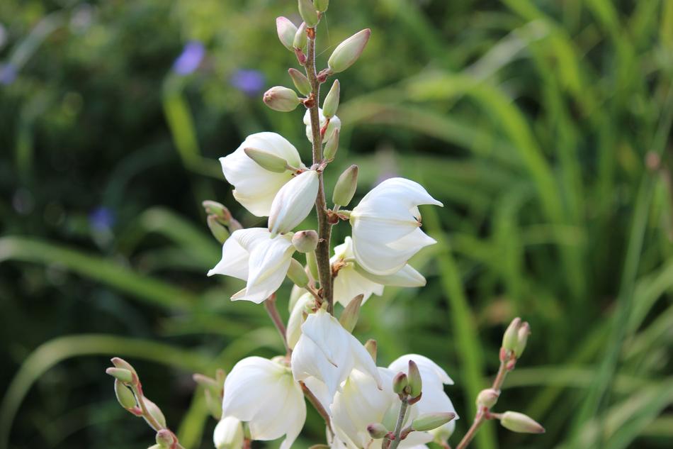 Flower Nature