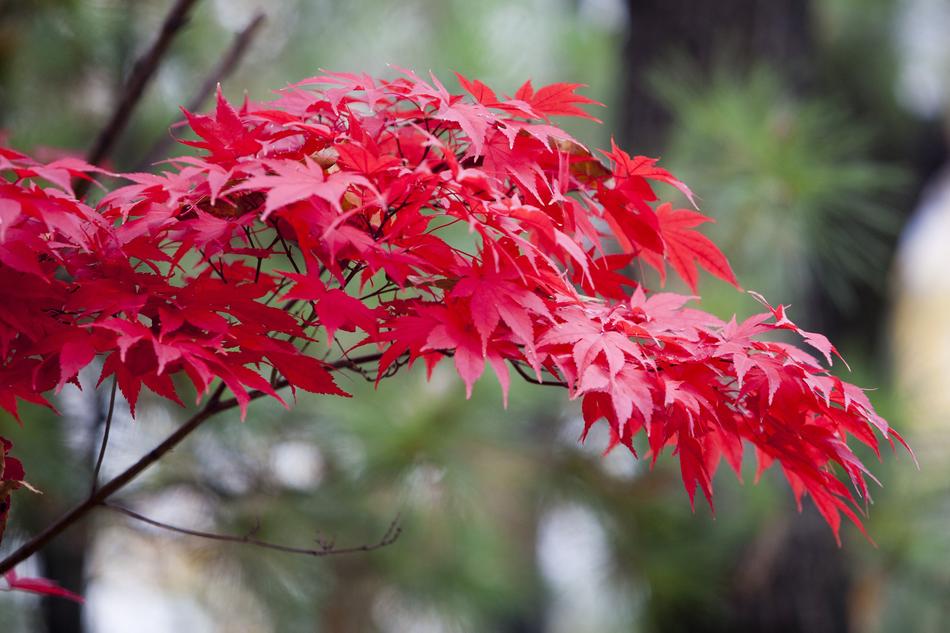 Autumn Leaves Red