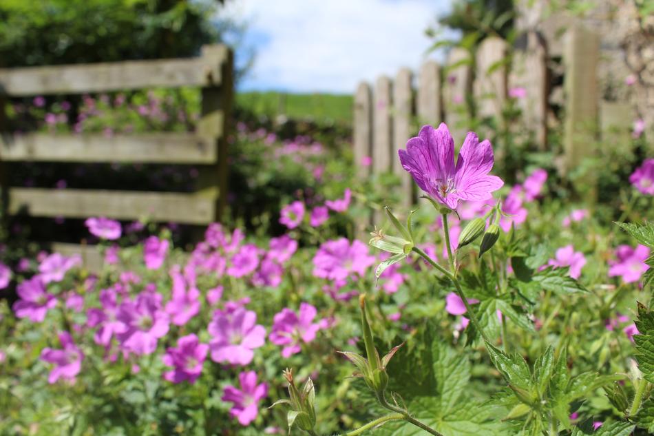 English Garden Summer