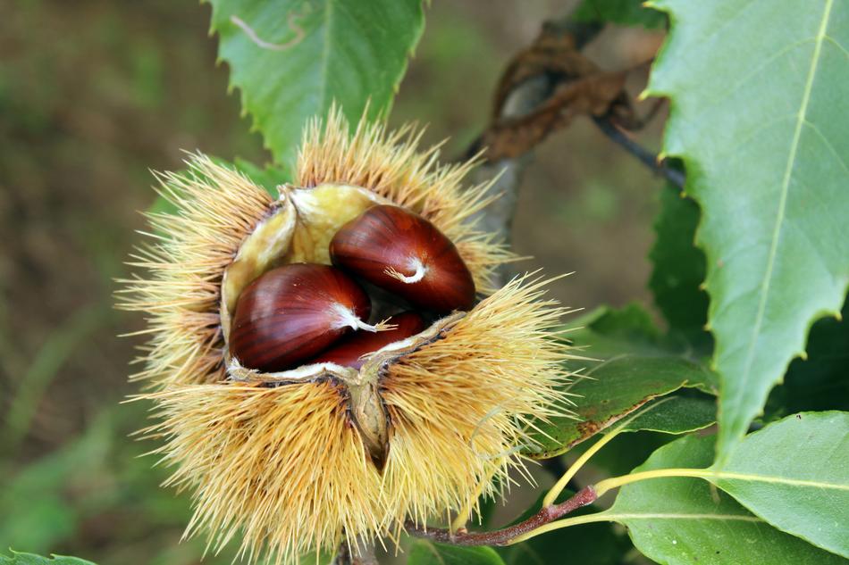 nuts in the great outdoors