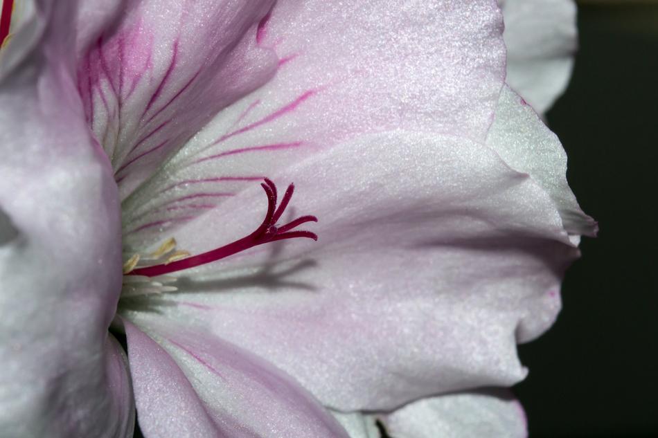 Blossom Bloom Flower