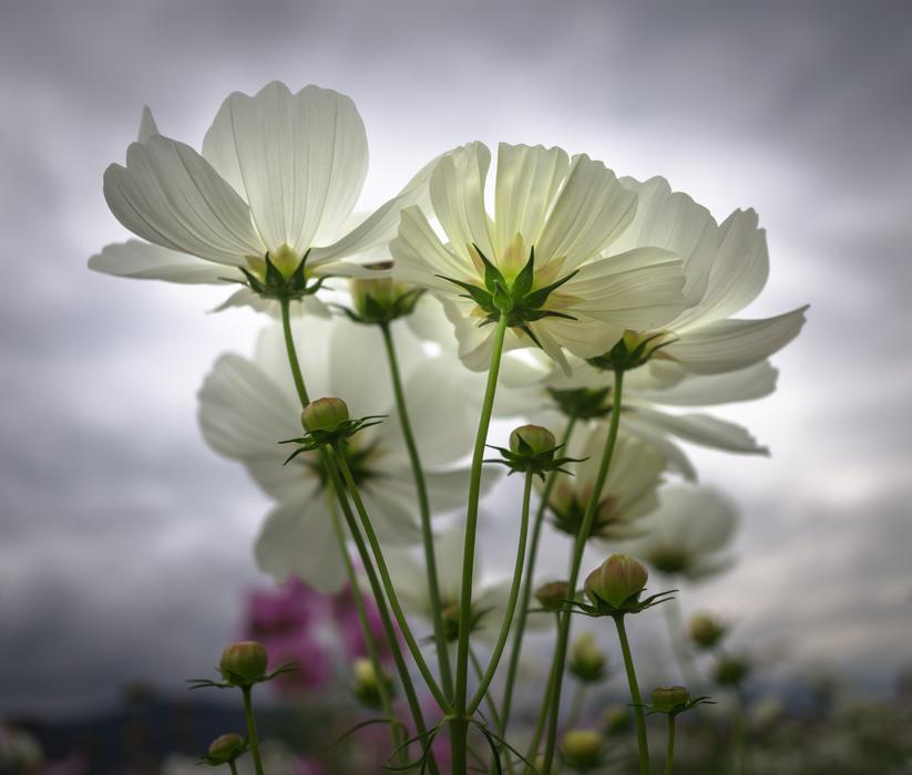 Cosmos Autumn Flowers