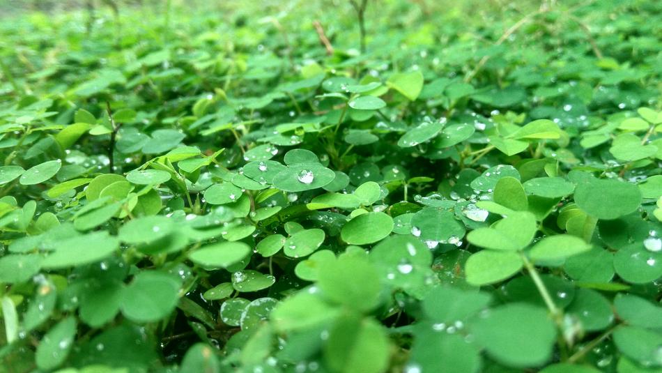 Kerala Green Grean Leaves