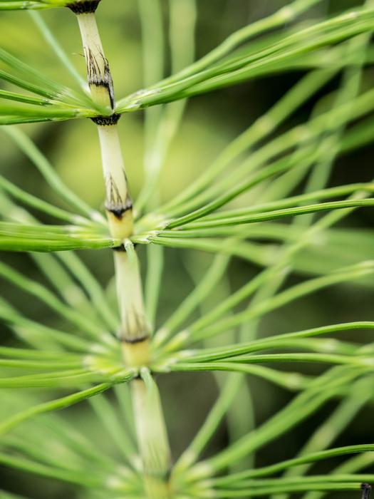 Horsetail Fern Close Up Forest