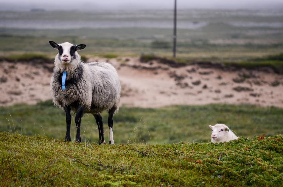The Sheep Animals