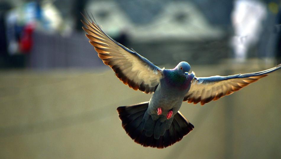 Pigeon Flying Bird Wings