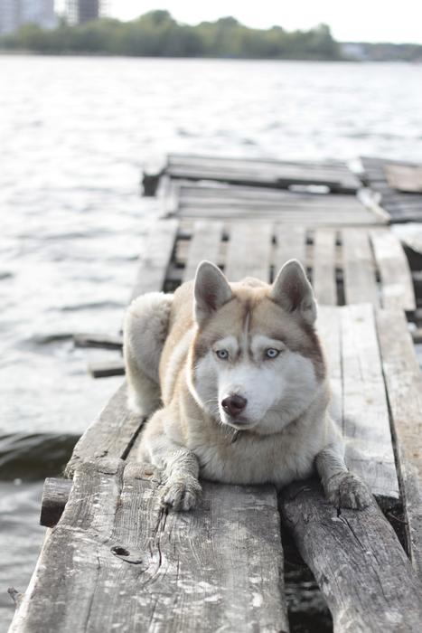 Bridge Husky Photoset
