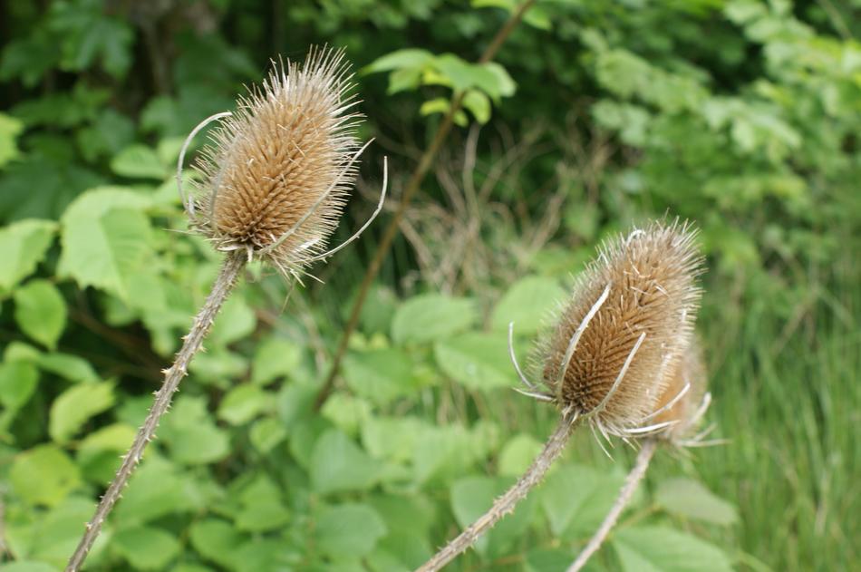 Thistle Nature