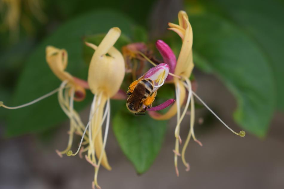 unusual flower with green leaves