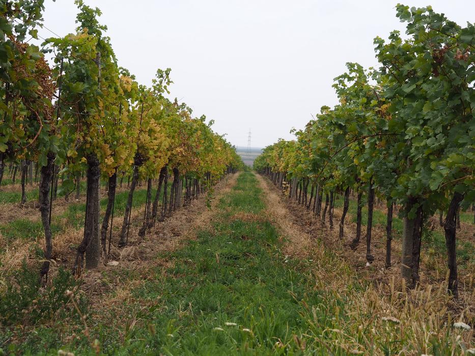 garden plot with grapes