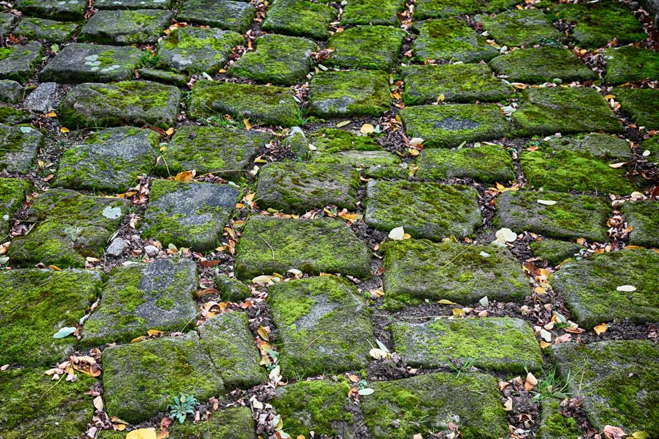 Cobblestones covered with Green Moss