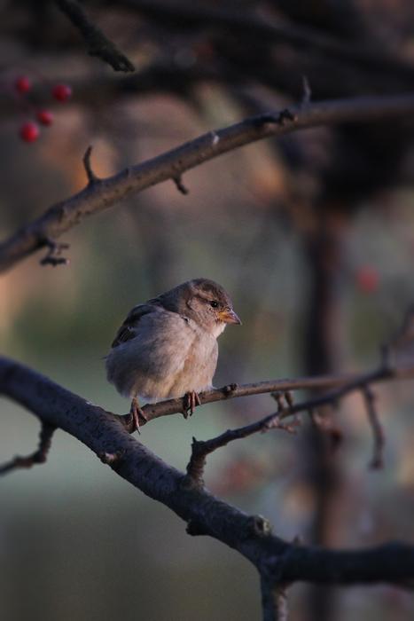 Bird Sparrow Russia