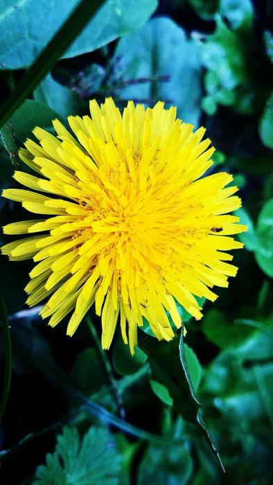 dandelion yellow on a background of green